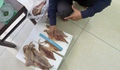 Khởi tố Nguyễn Văn Tuấn trộm mực khô giấu vào trong quần