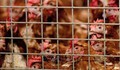 Bài học từ cuộc chiến 30 năm chống cúm gia cầm H5N1 ở châu Á
