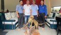 Bảo tàng ở Huế tiếp nhận tiêu bản động vật hoang dã quý hiếm