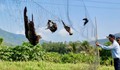 Phát hiện hàng trăm vụ săn bắt loài chim tạo ra đặc sản quý