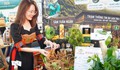 Đưa ‘Quốc bảo’ xuống phố, Đà Nẵng lần đầu tổ chức lễ hội sâm quốc tế