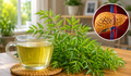 Người bị gan nhiễm mỡ uống nước lá đinh lăng có tốt không?
