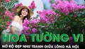 Con đường hoa tường vi đẹp như tranh giữa Hà Nội vào mùa nở rộ, ai đi qua cũng phải ngoái nhìn
