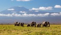 Kenya mở điều tra khẩn việc 15 con voi rừng chết 'bất đắc kỳ tử'