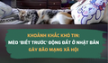 Khoảnh khắc khó tin: Mèo ‘biết trước’ động đất ở Nhật Bản gây bão mạng xã hội