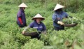 Làng cổ Sinh Dược: Giữ nghề thuốc Nam, phát triển OCOP bền vững