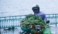 Mùa đông năm nay đến muộn, ít có rét đậm rét hại