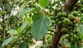 Lá sung nấu nước uống có tác dụng gì?