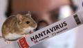 Pháp ghi nhận ca nhiễm mới virus Hanta chủng Andes