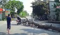 Cưa cây gây hậu quả chết người: Ai phải chịu trách nhiệm? 