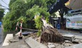 Mưa lớn khiến nhiều cây xanh bật gốc, đường phố Đà Nẵng ngập cục bộ