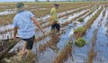 Clip gỡ loạt bẫy kẹp nguy hiểm 'săn' chim trời được nguỵ trang giữa ruộng ở Huế