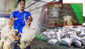 Chủ trang trại bất lực nhìn 60.000 con gia cầm chết la liệt do nước lũ