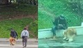 Đánh chó Alaska, người đàn ông bị mời làm việc