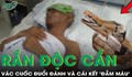 Bị rắn độc cắn, người đàn ông 52 tuổi tức giận vác cuốc đuổi đánh