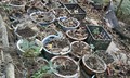 Chính quyền khuyến cáo gì sau vụ mất 800 cây sâm Ngọc Linh