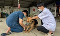 Trên 90% chó mèo ở TPHCM đã được tiêm phòng bệnh dại
