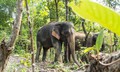 Hành động khẩn cấp bảo tồn loài voi do số lượng còn quá ít