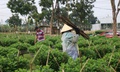 Nông dân xứ Huế 'chạy đua' với thời gian cho vụ hoa quan trọng nhất năm