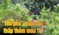 'Thủ phủ' quất cảnh miền Trung thấp thỏm mùa Tết vì dịch bệnh, thời tiết