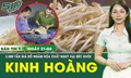 Bản tin Y tế 21/4: 3.500 tấn gi&#225; đỗ ng&#226;m h&#243;a chất cực nguy hiểm đ&#227; được đưa ra thị trường