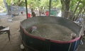 Triệt phá điểm đá gà có hàng trăm 'con bạc' tham gia