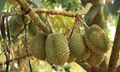 Sầu ri&#234;ng chữa bệnh g&#236;?