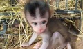 Ngắm loạt động vật quý hiếm được ‘hồi sinh’