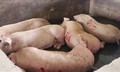 Hậu Giang thành lập đoàn kiểm tra các cơ sở giết mổ gia súc