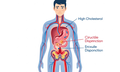 Cholesterol cao c&#243; thể g&#226;y ra rối loạn cương dương?
