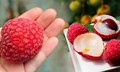 5 c&#225;ch để ăn quả vải kh&#244;ng bị n&#243;ng