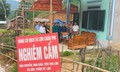 Xuất hiện tình trạng bán tháo lợn bệnh khi dịch tả lợn châu Phi lan rộng