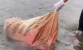 Quảng Trị ngăn chặn việc vứt lợn chết ra môi trường giữa mùa dịch