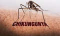 WHO cảnh báo nguy cơ lây lan cao của virus Chikungunya