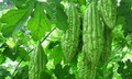 5 loại đồ uống tự l&#224;m gi&#250;p kiểm so&#225;t đường huyết cao