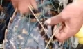 Ngư dân Cô Tô cứu rùa biển quý hiếm, thả về tự nhiên
