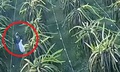 Người trồng thanh long ở Lâm Đồng khổ vì nạn trộm cắp bóng đèn