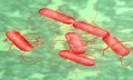 Bùng phát bệnh Salmonella tại nhiều bang ở Mỹ