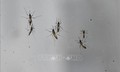 Hàng nghìn ca mắc bệnh, Trung Quốc ráo riết kiểm soát dịch Chikungunya