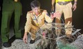 Tuần tra trong đêm, CSGT phát hiện khỉ mặt đỏ quý hiếm chạy lạc vào nhà dân