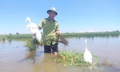 Bẫy giăng kín đồng ruộng, kiểm lâm ráo riết tháo gỡ bảo vệ chim hoang dã