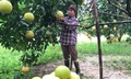 'Thủ phủ' bưởi Phúc Trạch vào vụ thu hoạch