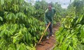 Đa dạng sinh kế cho hộ nghèo ở Lâm Đồng vươn lên thoát nghèo bền vững