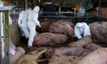 Giám sát chặt virus Nipah tại các cơ sở chăn nuôi lợn có nhiều dơi ăn quả