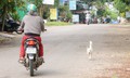 Ám ảnh chó thả rông, người đi đường vừa sợ bị cắn vừa lo tai nạn