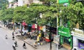 Hà Nội sẽ ưu tiên cắt tỉa, dịch chuyển bớt cây hoa sữa ở những khu vực nào?