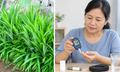 Người bệnh đái tháo đường uống nước lá dứa có giúp kiểm soát đường huyết?