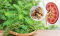 Cách dùng cây chó đẻ hỗ trợ điều trị sỏi tiết niệu