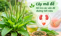 Lợi ích chữa bệnh của cây mã đề