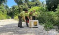 Thả 2 cá thể trăn đất quý hiếm về môi trường tự nhiên